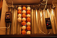 Інкубатор Насідка 70 яєць з автоматичним переворотом, фото 5