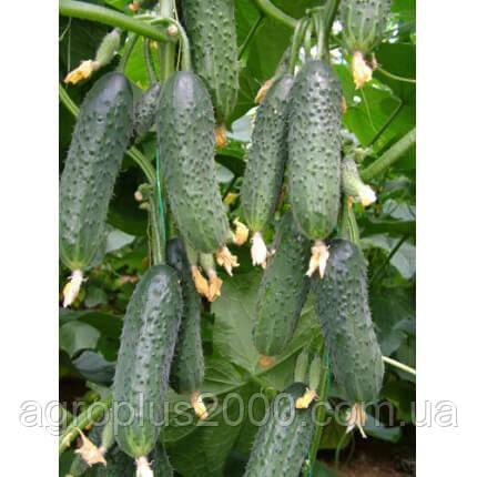 Насіння Огірок партенокарпічний Барвіна F1 ,100 насінин Nunhems, фото 2