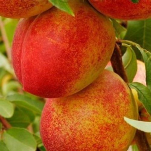 Нектарин Лола (середньостиглий), фото 1