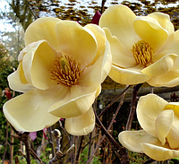 Магнолия Медовый тюлип /Magnolia 'Honey Tulip"/ в конт.50л-h1.5-2м