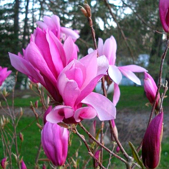 Магнолія Ріки/Magnolia 'Ricki'/С12 h-1.5м, фото 2