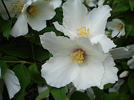 Чубушник / Жасмін Belle Etoile 3 річний, Чубушник / Жасмин Бель Этуаль, Philadelphus Belle Etoile, фото 4