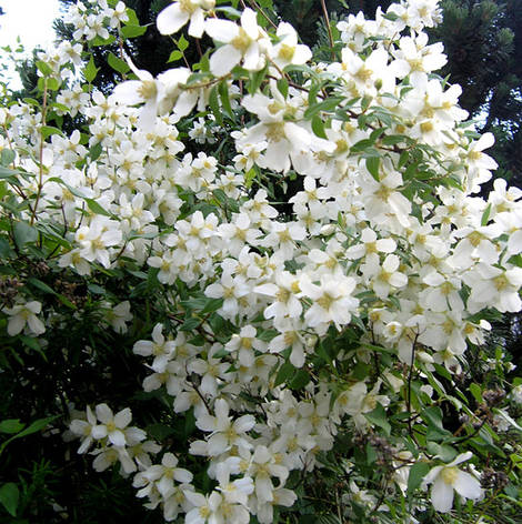 Чубушник / Жасмін Belle Etoile 3 річний, Чубушник / Жасмин Бель Этуаль, Philadelphus Belle Etoile, фото 1