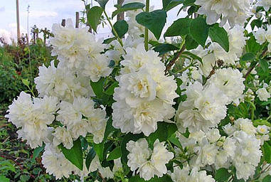Бузок Bouquet Blanc 2 річний, Чубушник / Жасмин Букет Бланк, Philadelphus x virginalis Bouquet Blanс