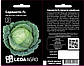 Насіння Капусти Серпантін F1, 15 шт (Leda Agro), середньостиглий гібрид стійкий до хвороб, фото 2