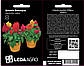 Целозія Блискуча суміш, периста 0,01 г (Leda Agro), фото 2