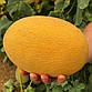 Диня Радміла (Медетлі) F1, ранньостиглий ароматний гібрид 1000 шт насіння (Yuksel Seeds), фото 2