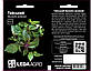 Насіння Базиліку зелений Тайський, декоративний ароматний сорт 0,3 г (LedaAgro), фото 2