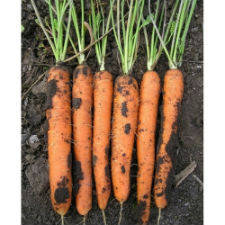 Насіння моркви31 F1 100000 насіння