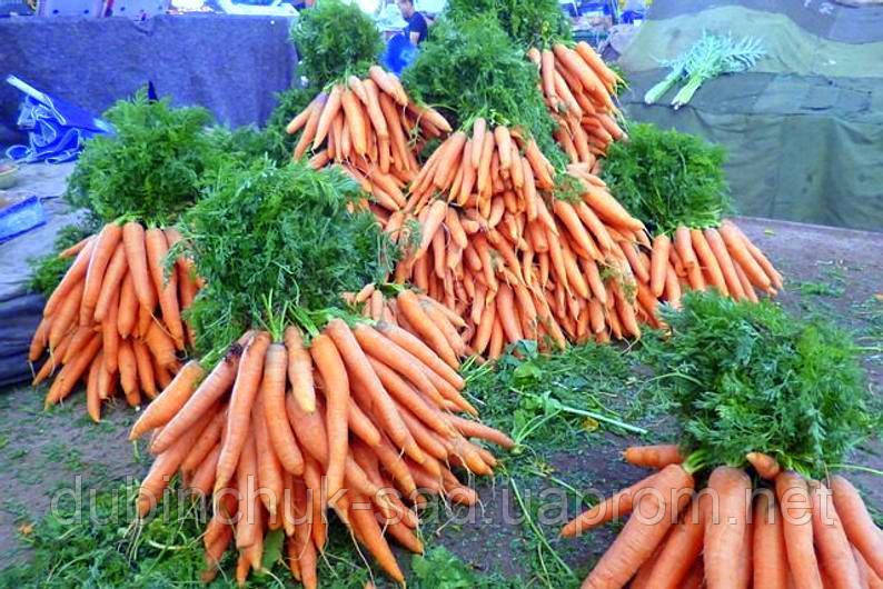 Морква Солодка ніжна (Tendersweet), фото 1
