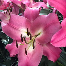 Лілія OT гібрид Brusago 1 цибулина 12/14