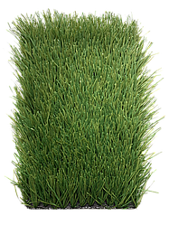 Stemgrass 60-14