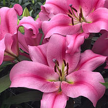 Лілія OT гібрид Provecho 1 цибулина 12/14