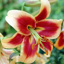 Лілія OT гібрид Red Morning 1 цибулина 12/14