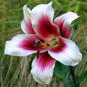 Лілія гігант Friso 1 цибулина 14/16, фото 1