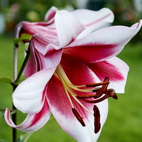 Лілія гігант Friso 1 цибулина 14/16, фото 2