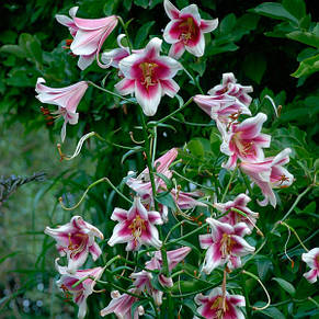 Лілія гігант Friso 1 цибулина 14/16, фото 3