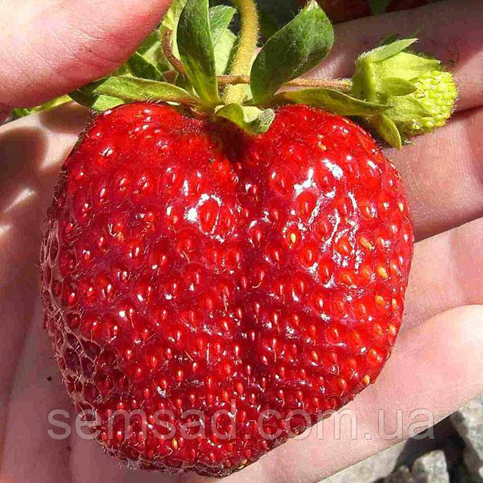 Полуниця Дарселект (середне рання \ саджанці р12 )