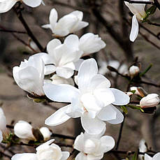 Магнолія Мерріл/Magnolia loebneri 'Merrill' С12