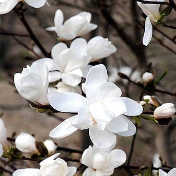 Магнолія Мерріл/Magnolia loebneri 'Merrill' С12, фото 2