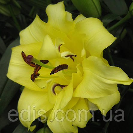 Лілія орієнтальна махрова Exotic Sun 1 цибулина 12/14, фото 1