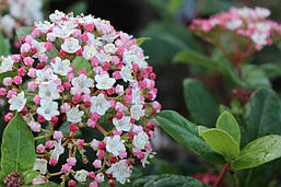 Калина вічнозелена Gwenllian 3 річна, Калина лавролиста Гвенлиан, Viburnum tinus Gwenllian, фото 5