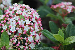 Калина вічнозелена Gwenllian 2 річна, Калина лавролиста Гвенлиан, Viburnum tinus Gwenllian, фото 2