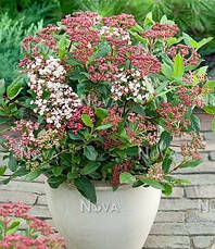 Калина вічнозелена Gwenllian 3 річна, Калина лавролиста Гвенлиан, Viburnum tinus Gwenllian, фото 6