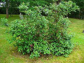 Калина вічнозелена Gwenllian 3 річна, Калина лавролиста Гвенлиан, Viburnum tinus Gwenllian, фото 4