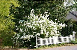 Калина звичайна Roseum 2 річна, Калина звичайна Розеум, Viburnum opulus Roseum, фото 2