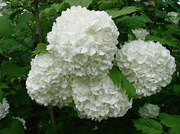 Калина звичайна Roseum 2 річна, Калина звичайна Розеум, Viburnum opulus Roseum, фото 3