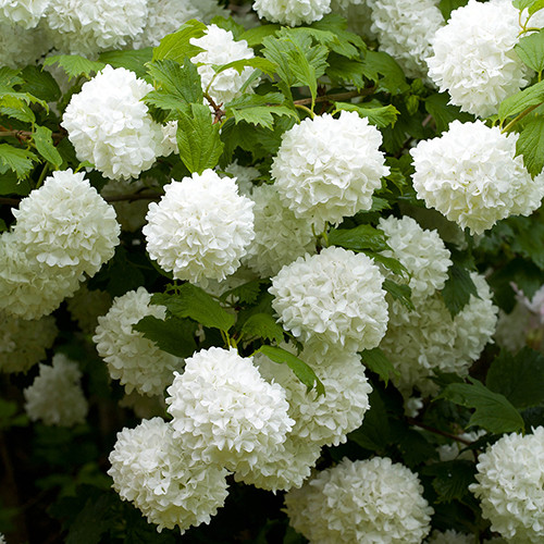 Калина звичайна Roseum 2 річна, Калина звичайна Розеум, Viburnum opulus Roseum