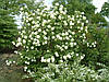 Калина звичайна Roseum 2 річна, Калина звичайна Розеум, Viburnum opulus Roseum, фото 7