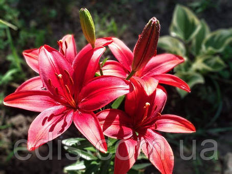 Лілія азіатська Cavoli 1 цибулина 12/14, фото 1