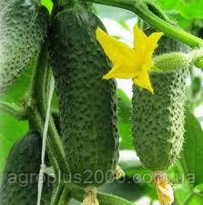 Насіння Огірок самозапильний Кібрія F1, поштучно 10 насінин Rijk Zwaan