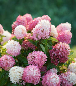 Гортензія волотиста Тач оф Пінк \ Hydrangea paniculata Touch of Pink ( саджанці 3 роки С5л ) Новинка