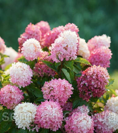 Гортензія волотиста Тач оф Пінк \ Hydrangea paniculata Touch of Pink ( саджанці 3 роки С5л ) Новинка, фото 1