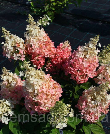 Гортензія волотиста Бебі Лэйс \ Hydrangea paniculata Baby Lace ( саджанці 3 роки), фото 1