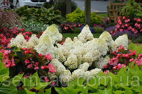 Гортензія волотиста Бебі Лэйс \ Hydrangea paniculata Baby Lace ( саджанці 3 роки), фото 3
