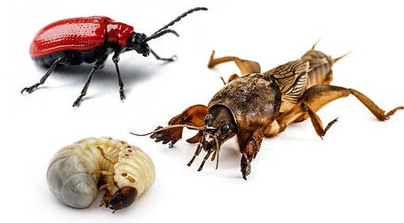 Інсектициди (захист від шкідливих комах)