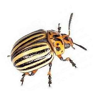 Інсектициди (від колорадського жука)