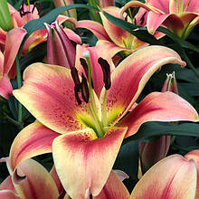 Лілія OT гібрид Montego Bay 1 цибулина 12/14