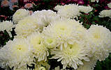 Хризантема великобарвна згусткова біла Перлина, фото 3