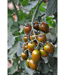 Кріспина Плюм F1/Crispina Plum F1 — Томат чері, Esasem. 250 насіння