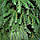 Штучна лита ялинка Альпійська зелена, фото 8