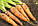 Морква Денверз (Danvers), фото 3