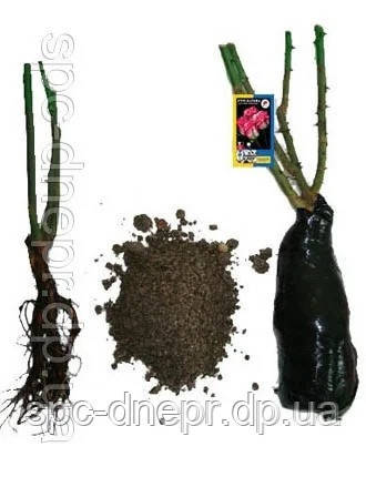 Троянда флорибунда Alabaster, фото 2