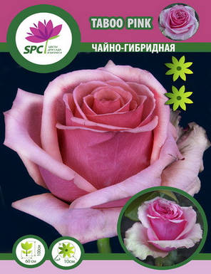 Троянда чайно-гібридна Taboo Pink, фото 3