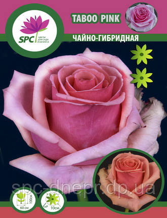 Троянда чайно-гібридна Taboo Pink
