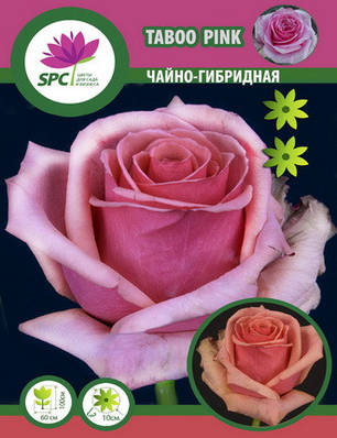 Троянда чайно-гібридна Taboo Pink, фото 1